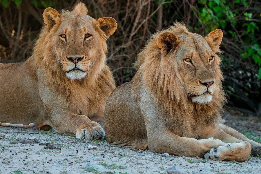 Blue Ant Media Renews Partnership With Sky for Love Nature Series, Documentaries