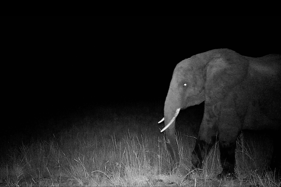 National Geographic Debuts Trailer for ‘Ghost Elephants,’ Streaming on Disney+ and Hulu March 8